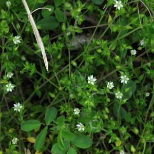 - Arenaria serpyllifolia var. serpyllifolia 