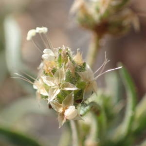 Photographie n°2182770 du taxon Plantago afra L. [1762]