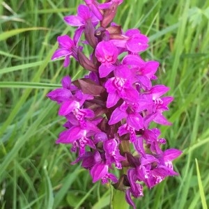 Photographie n°2182809 du taxon Dactylorhiza majalis (Rchb.) P.F.Hunt & Summerh. [1965]