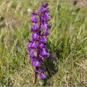  - Anacamptis x alata (Fleury) H.Kretzschmar, Eccarius & H.Dietr. [2007]