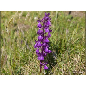 Anacamptis ×alata (Fleury) H.Kretzschmar, Eccarius & H.Dietr. (Orchis)