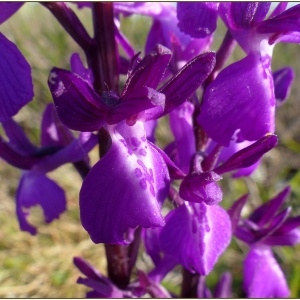  - Anacamptis x alata (Fleury) H.Kretzschmar, Eccarius & H.Dietr. [2007]