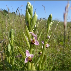 Photographie n°2182820 du taxon Ophrys apifera Huds. [1762]