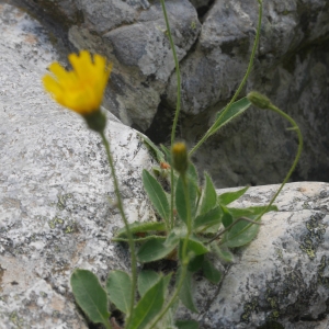 Photographie n°2182839 du taxon Hieracium cerinthoides L. [1753]