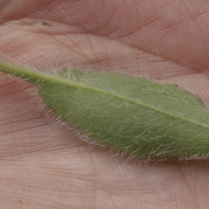 Photographie n°2182845 du taxon Hieracium cerinthoides L. [1753]