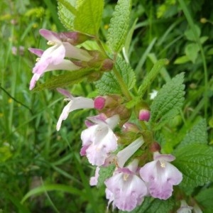 Photographie n°2182875 du taxon Melittis melissophyllum L.