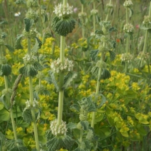 Photographie n°2182878 du taxon Lamiaceae 