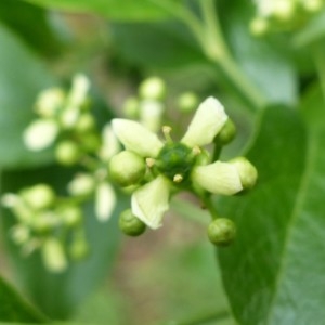 Photographie n°2182885 du taxon Euonymus europaeus L. [1753]