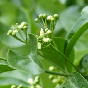 Photographie n°2182887 du taxon Euonymus europaeus L. [1753]