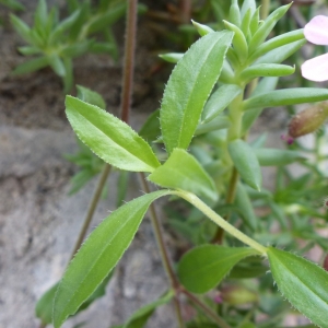 Photographie n°2182890 du taxon Saponaria ocymoides L. [1753]