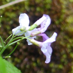 Photographie n°2182891 du taxon Cardamine heptaphylla (Vill.) O.E.Schulz [1903]