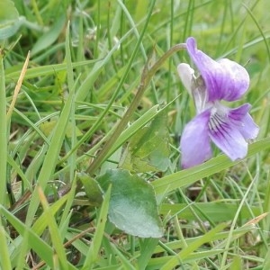 Photographie n°2182902 du taxon Viola riviniana Rchb. [1823]