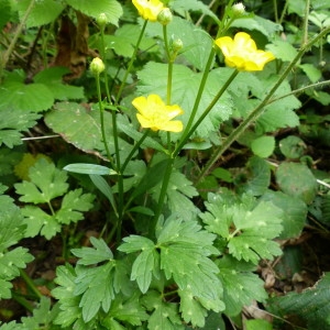 Photographie n°2182928 du taxon Ranunculus repens L. [1753]