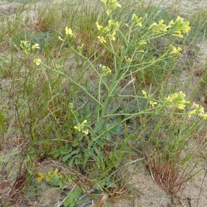 Photographie n°2182964 du taxon Raphanus raphanistrum L. [1753]