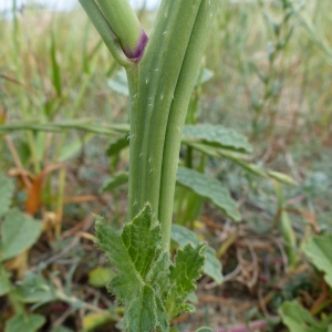 Photographie n°2182966 du taxon Raphanus raphanistrum L. [1753]