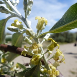 Photographie n°2182971 du taxon Elaeagnus angustifolia L. [1753]