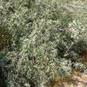 Photographie n°2182973 du taxon Elaeagnus angustifolia L. [1753]