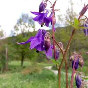 Photographie n°2183038 du taxon Aquilegia vulgaris L. [1753]