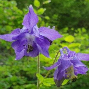 Photographie n°2183053 du taxon Aquilegia vulgaris L. [1753]