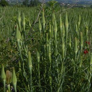 Photographie n°2183065 du taxon Tragopogon pratensis L. [1753]