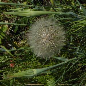 Photographie n°2183066 du taxon Tragopogon pratensis L. [1753]