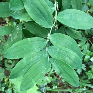 Photographie n°2183075 du taxon Polygonatum multiflorum (L.) All. [1785]