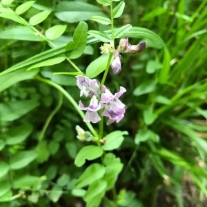 Photographie n°2183079 du taxon Vicia sepium L. [1753]