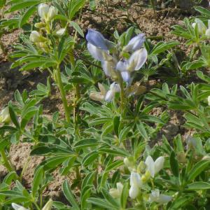 Photographie n°2183087 du taxon Lupinus albus subsp. albus