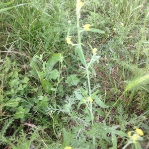 Photographie n°2183102 du taxon Sisymbrium officinale (L.) Scop. [1772]