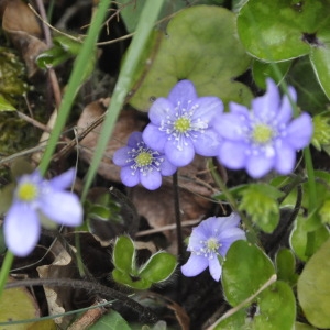 Photographie n°2183131 du taxon Anemone hepatica L.