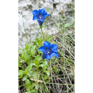 Gentiana ligustica R.Vilm. & Chopinet (Gentiane de Ligurie)