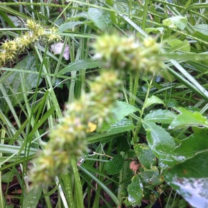 Photographie n°2183169 du taxon Carex vulpina L. [1753]