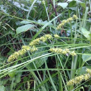 Photographie n°2183170 du taxon Carex vulpina L. [1753]