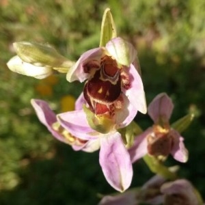 Photographie n°2183187 du taxon Ophrys apifera Huds. [1762]