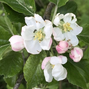 Photographie n°2183219 du taxon Malus domestica Borkh. [1803]