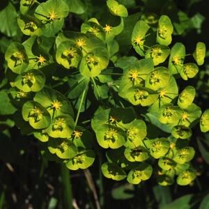 Photographie n°2183255 du taxon Euphorbia amygdaloides L. [1753]