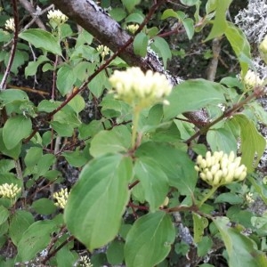 Photographie n°2183291 du taxon Cornus sanguinea L. [1753]