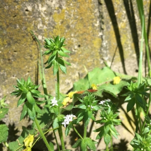 Photographie n°2183292 du taxon Sherardia arvensis L. [1753]