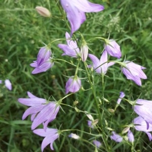 Photographie n°2183329 du taxon Campanula rapunculus L. [1753]