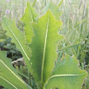 Photographie n°2183346 du taxon Lactuca serriola L. [1756]