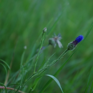 Photographie n°2183355 du taxon Cyanus segetum Hill [1762]