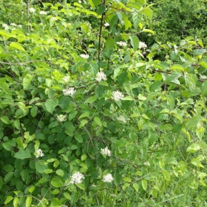 Photographie n°2183356 du taxon Cornus sanguinea L. [1753]