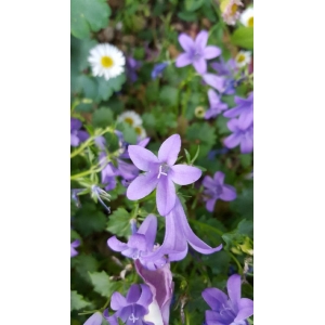 Campanula garganica Ten. subsp. garganica (Campanule du mont Gargano)