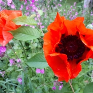 Photographie n°2183364 du taxon Papaver orientale L. [1753]