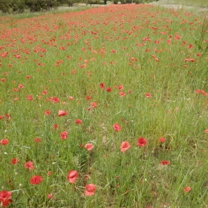 Photographie n°2183365 du taxon Papaver rhoeas L. [1753]