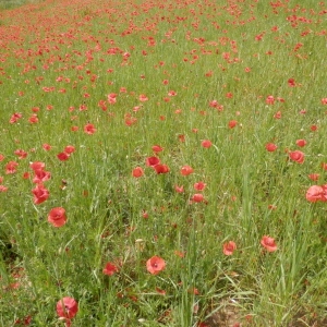 Photographie n°2183366 du taxon Papaver rhoeas L. [1753]