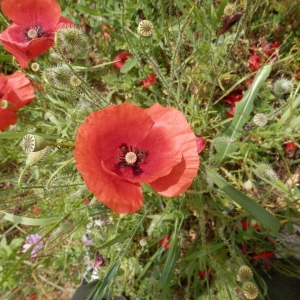 Photographie n°2183367 du taxon Papaver rhoeas L. [1753]