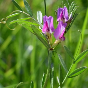 Photographie n°2183436 du taxon Vicia sativa L. [1753]