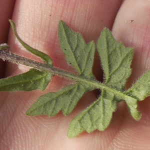 Photographie n°2183484 du taxon Sisymbrium officinale (L.) Scop. [1772]