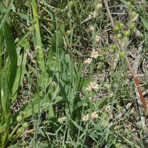 Photographie n°2183492 du taxon Linaria micrantha (Cav.) Hoffmanns. & Link [1813]